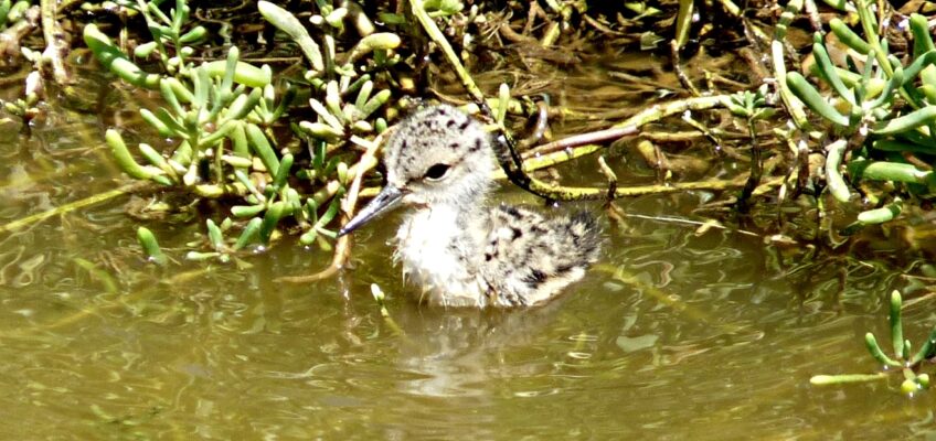 Juvenile sandpiper in shallow marsh water