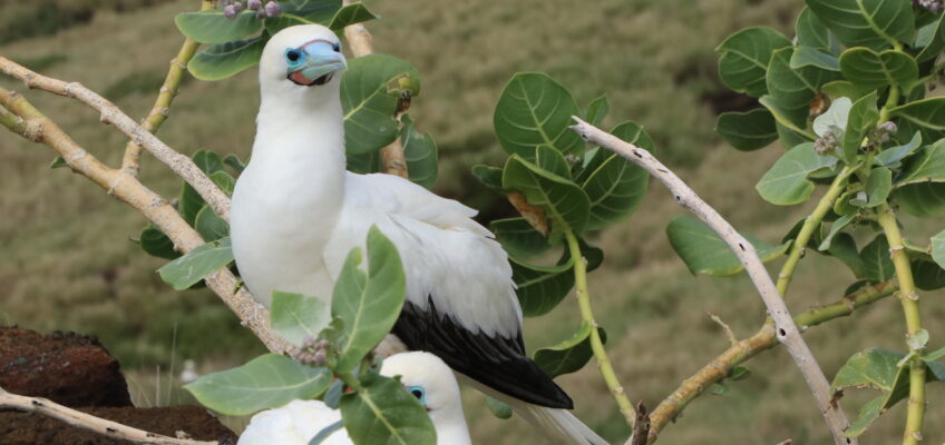 Two white seabirds perched in leafy branches