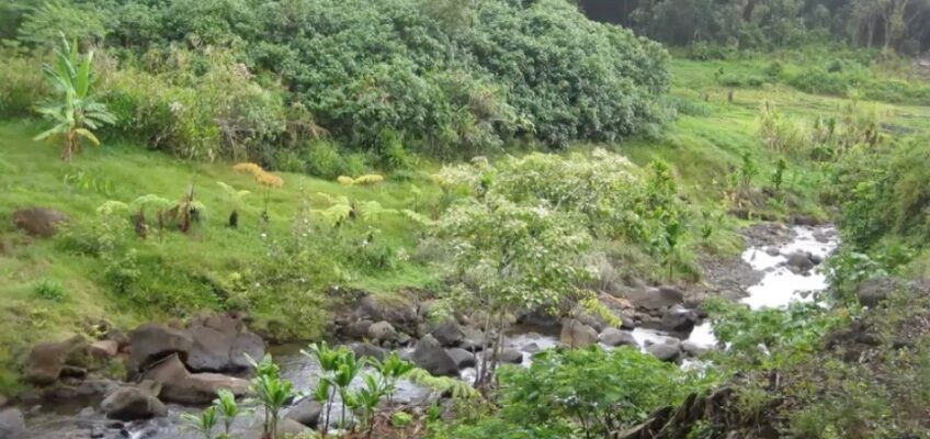 Rocky stream through lush green landscape