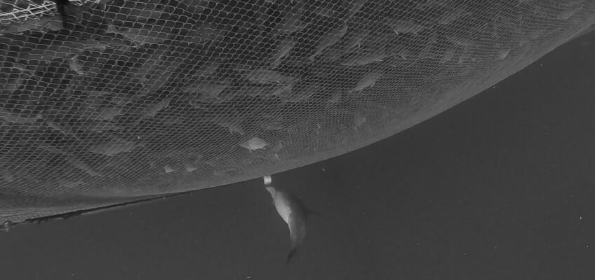 Seal beneath large fishing net in water