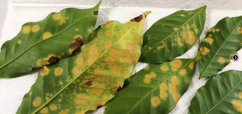 Green leaves with yellow and brown spots