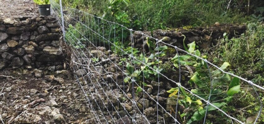 Wire mesh fence with stone wall and vegetation