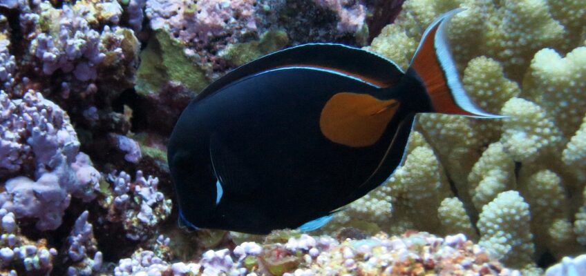 Black tang with orange tail patch