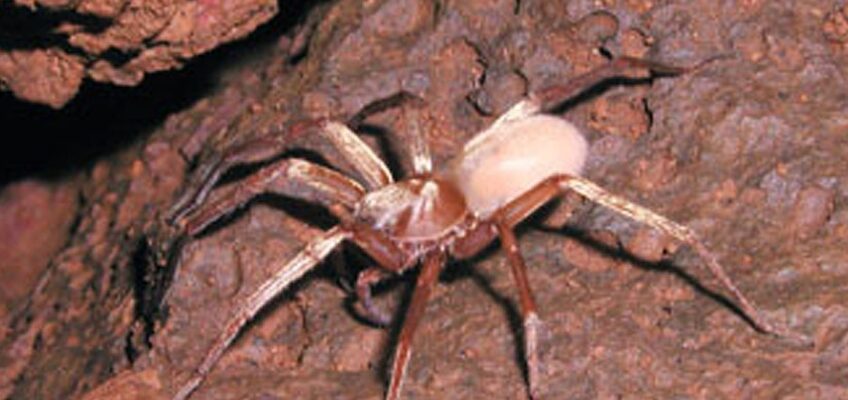 Camel spider on reddish cave rock