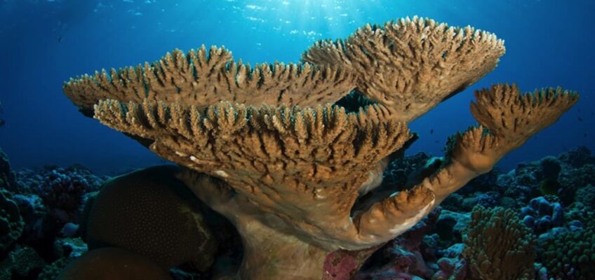 Sunlit table coral on tropical reef