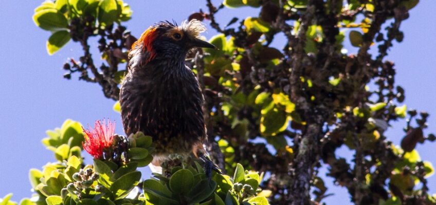 Small brown bird perched on leafy branch
