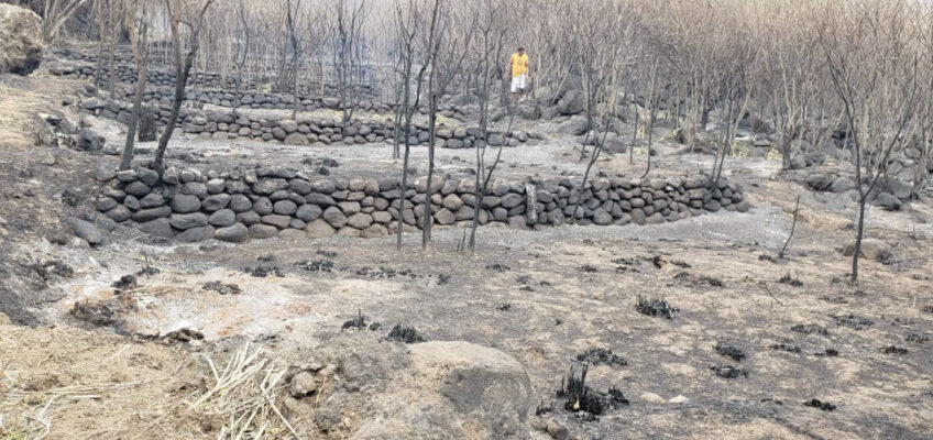 Burned hillside terraces with charred trees