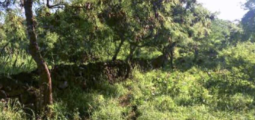 Sunlit green hillside with trees and grass