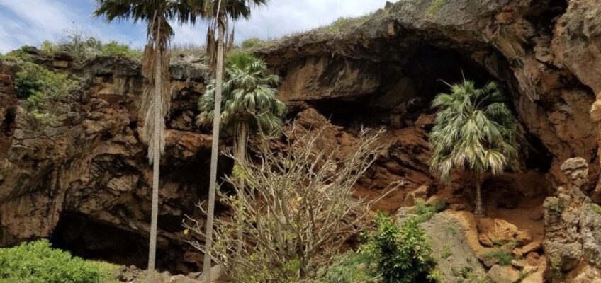 Cliffside cave entrance with tall palm trees