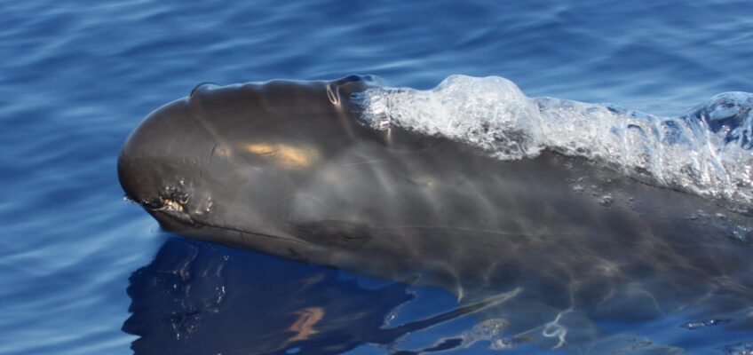 Pilot whale surfacing in calm blue ocean