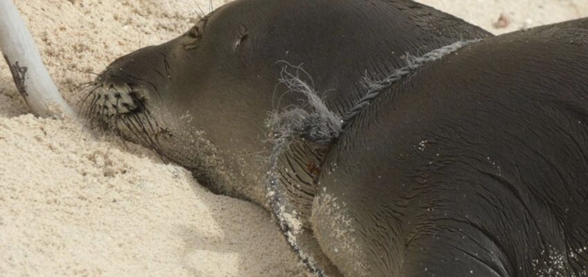 Seal entangled in rope on sandy beach