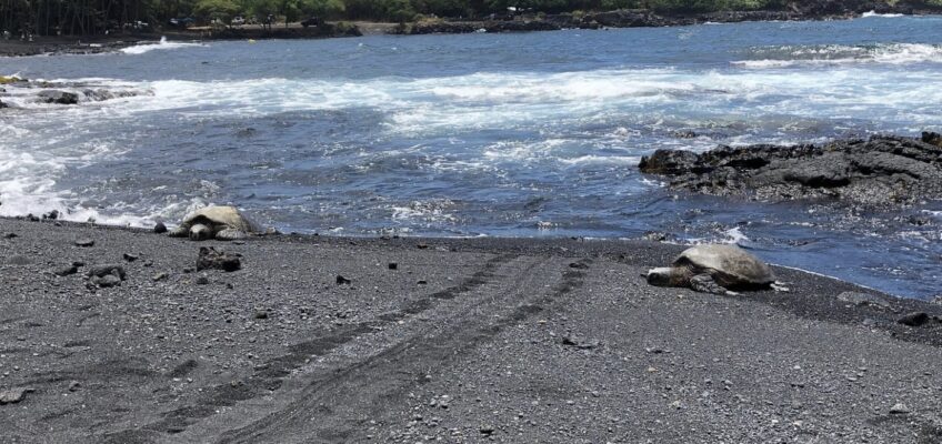 Two sea turtles on black sand beach