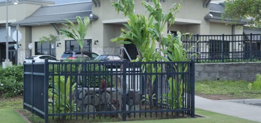 Black metal fence around tropical planter