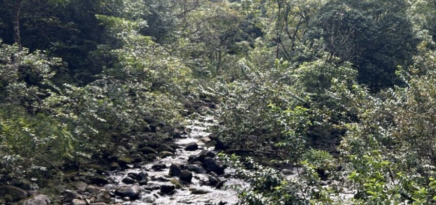 Rocky stream flowing through lush forest