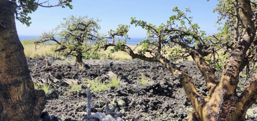 Lava field framed by twisted trees and ocean