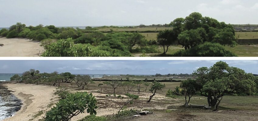 Coastal landscape with sandy beach and trees