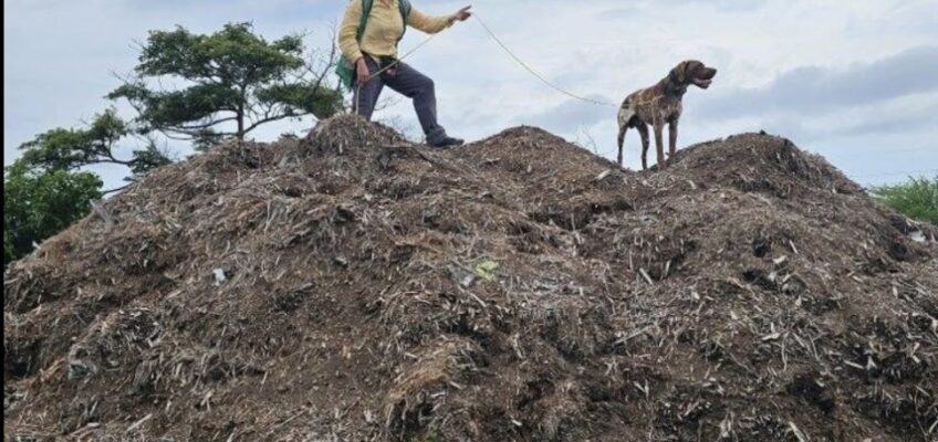 Person and dog atop large dirt mound
